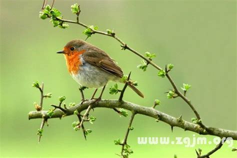 夢見小鳥出生|夢見鳥、小鳥